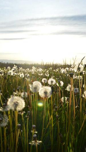 高质量蜘蛛池怎么做截图4