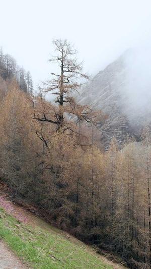 石家庄seo公司截图3