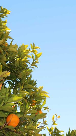 长春网站建设开发截图1