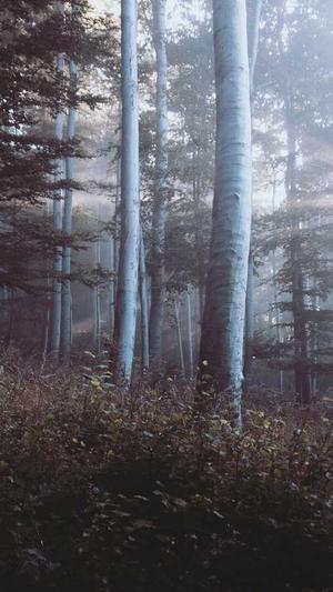 seo工具下载截图1