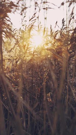 绵阳网站建设截图2