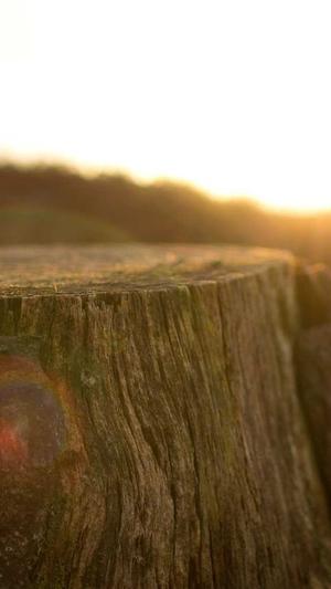 旋风蜘蛛池新闻截图2