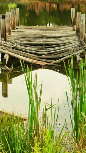 山林自建蜘蛛池截图4