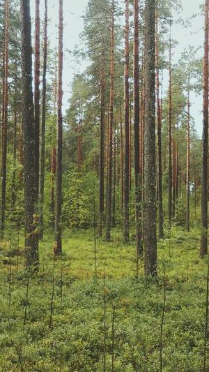 泰安网站建设公司截图2