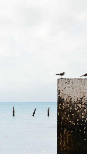 蜘蛛池优化seo博客截图3